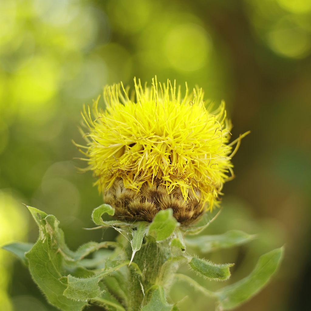 Centaurea macrocephala - Fiordaliso