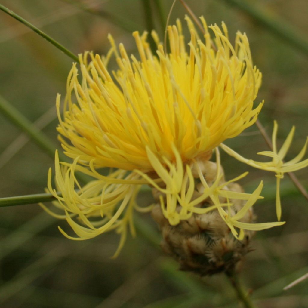 Centaurée, Centaurea orientalis