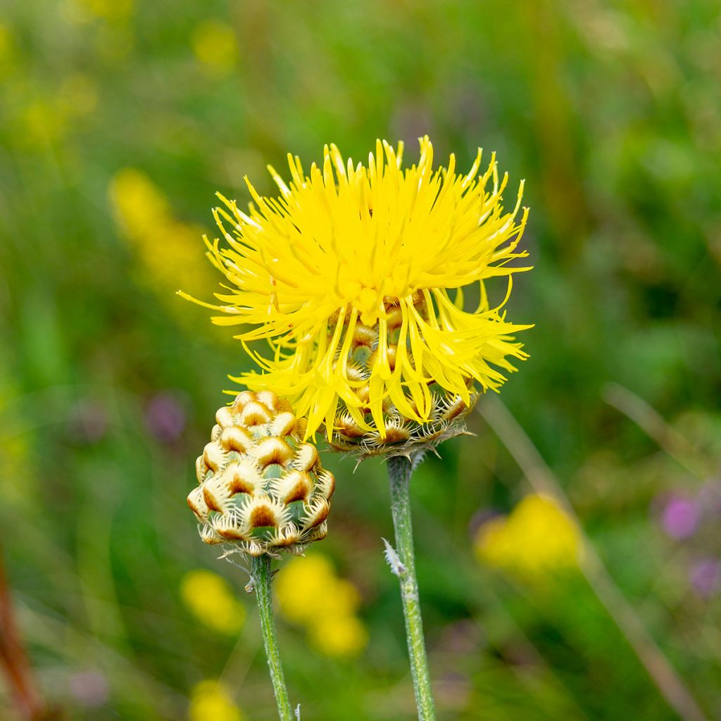 Centaurea orientalis - Fiordaliso