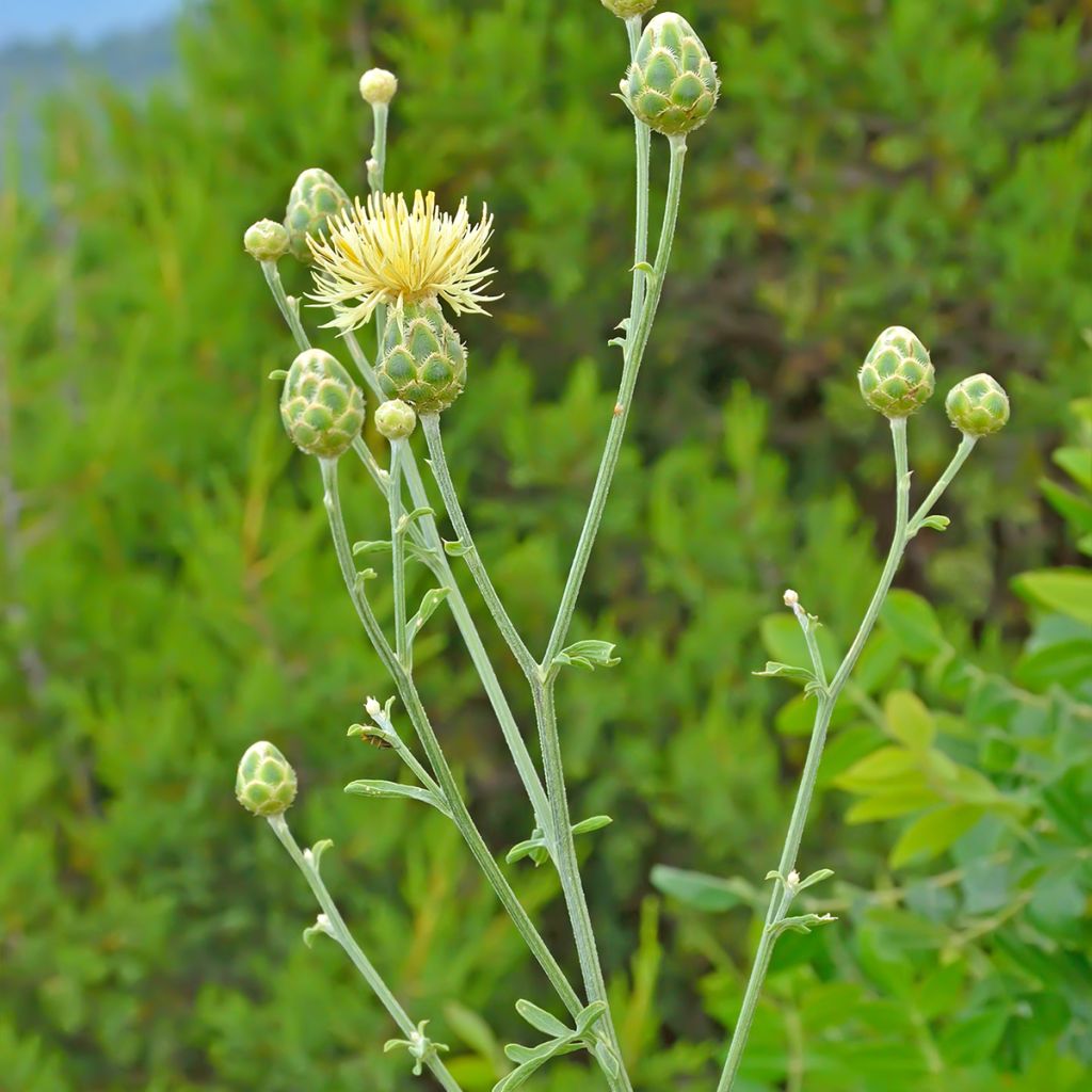 Centaurea orientalis - Fiordaliso