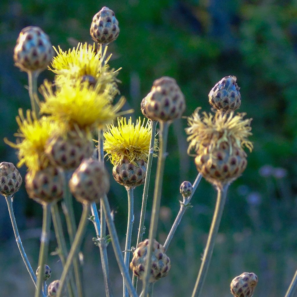 Centaurea orientalis - Fiordaliso