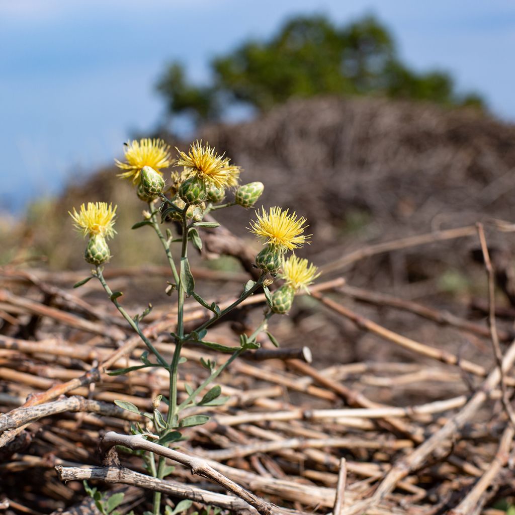 Centaurea orientalis - Fiordaliso