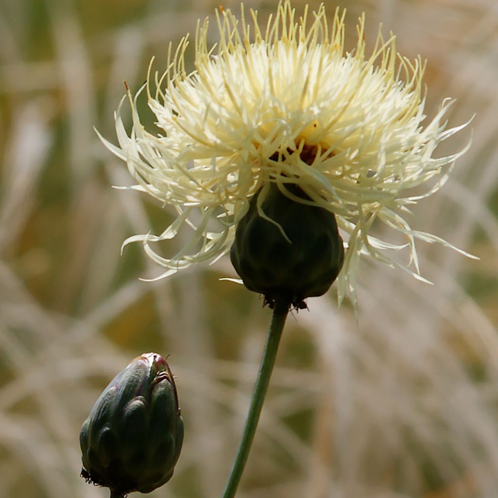 Centaurea ruthenica - Fiordaliso