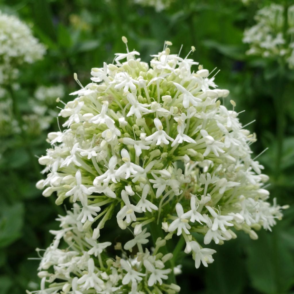 Centranthus ruber Albus - Valeriana bianca