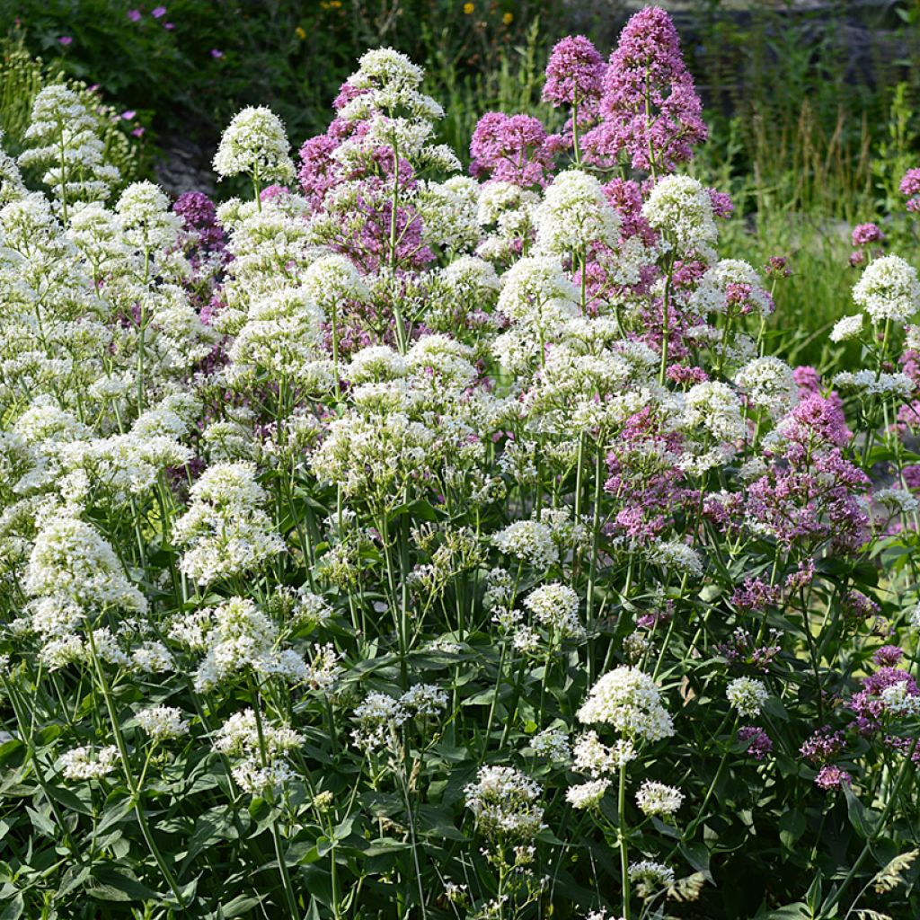 Centranthus ruber Albus - Valeriana bianca