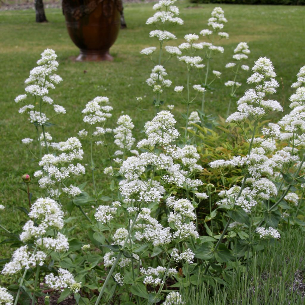 Centranthus ruber Albus - Valeriana bianca