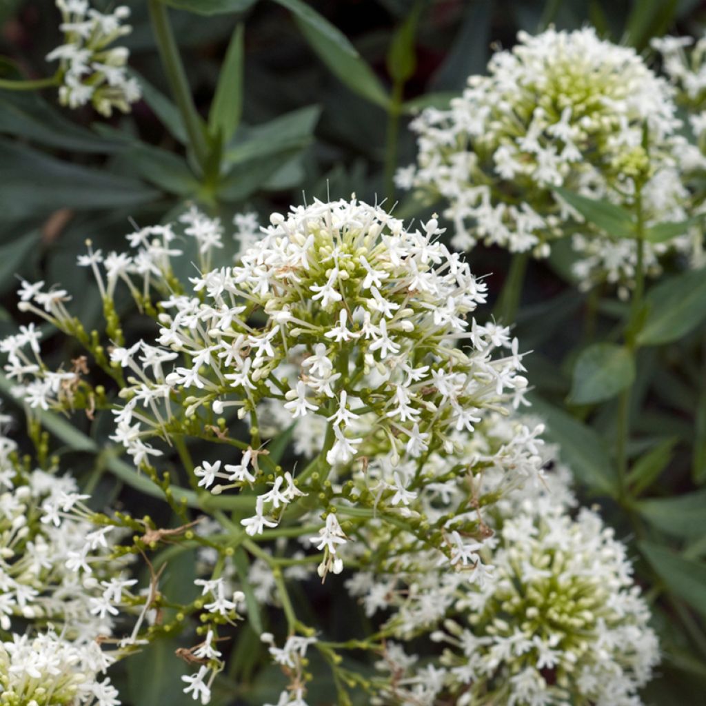 Centranthus ruber Albus - Valeriana bianca