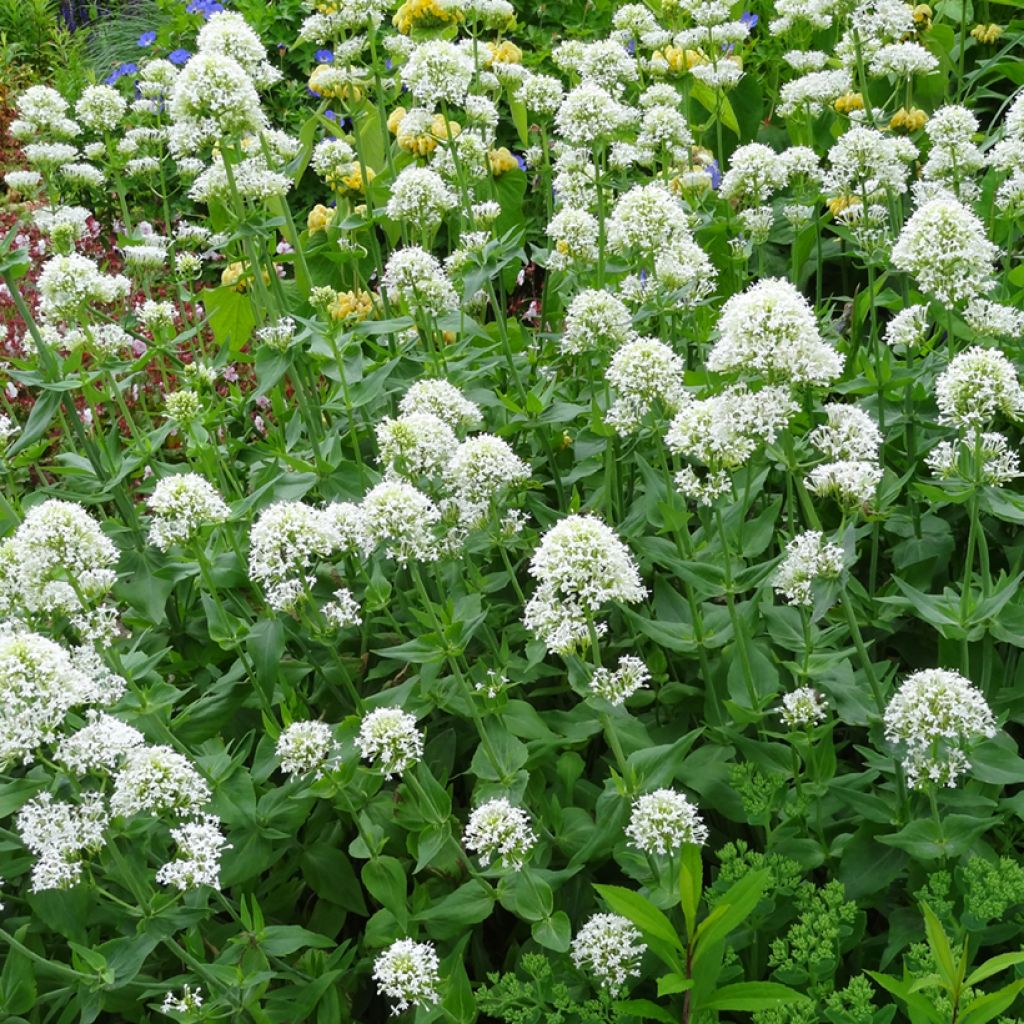 Centranthus ruber Albus - Valeriana bianca