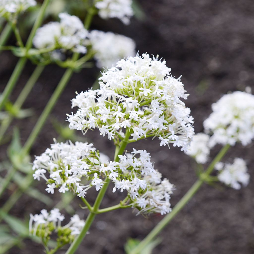 Centranthus ruber Albus - Valeriana bianca