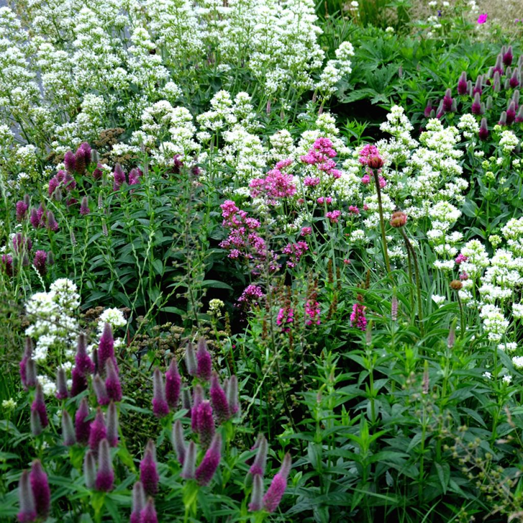 Centranthus ruber Albus - Valeriana bianca