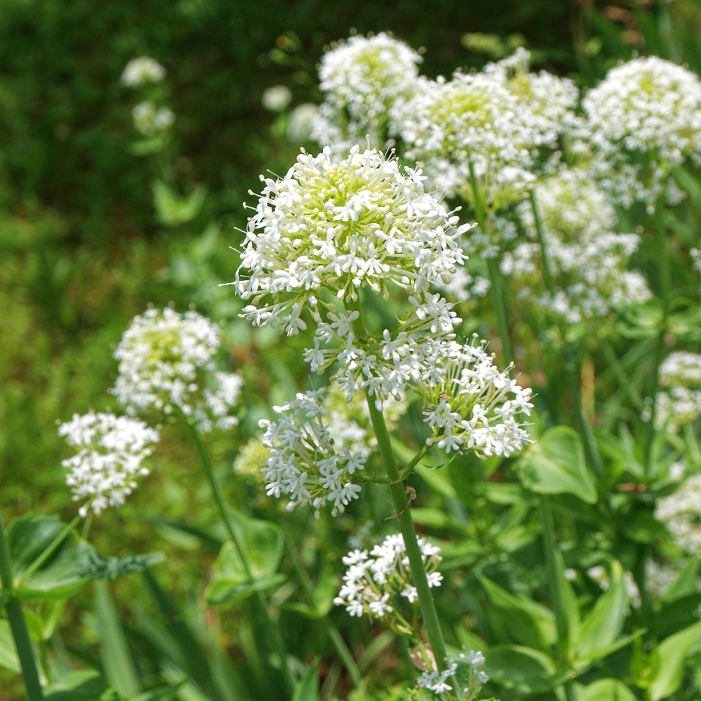 Centranthus ruber Albus - Valeriana bianca