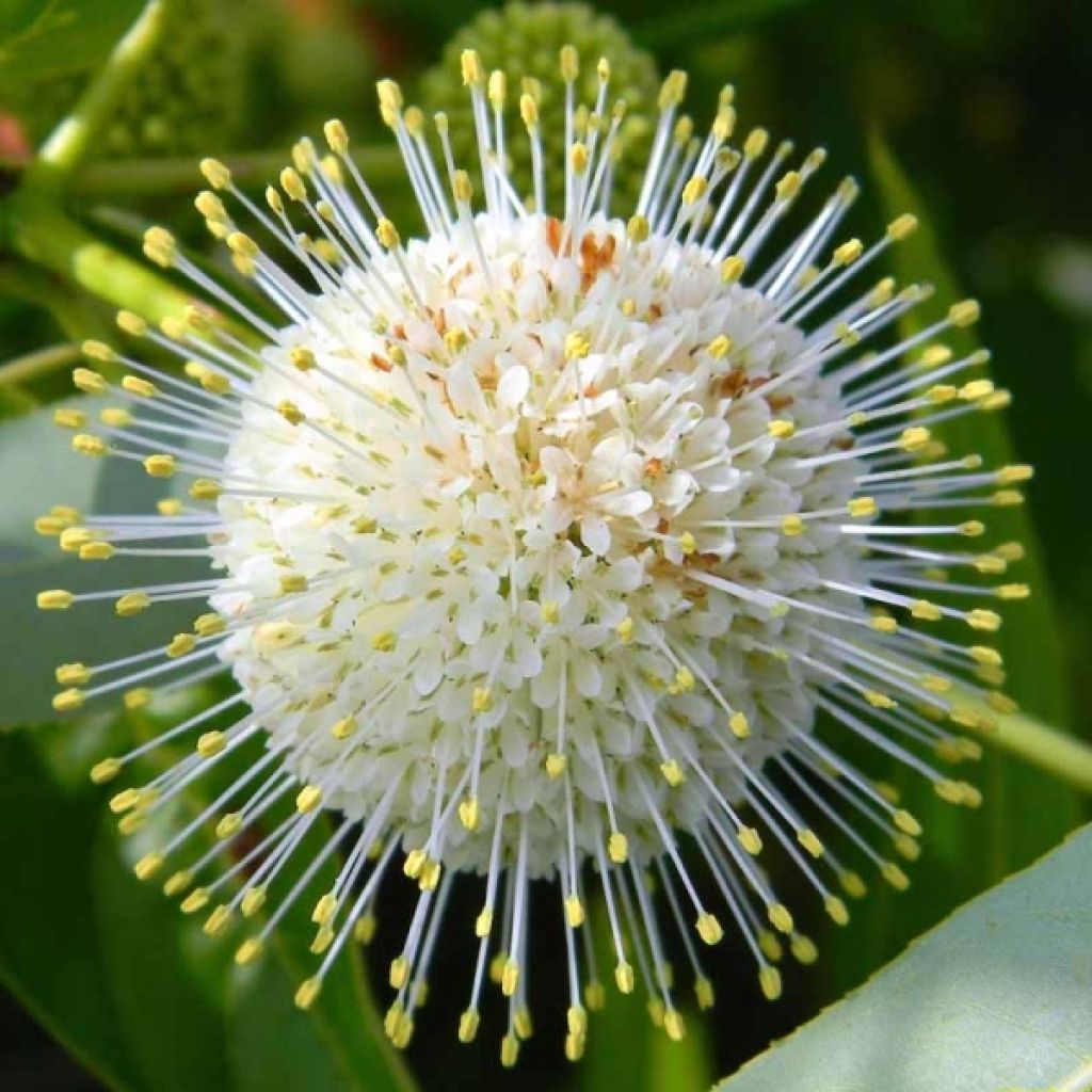 Cephalanthus occidentalis