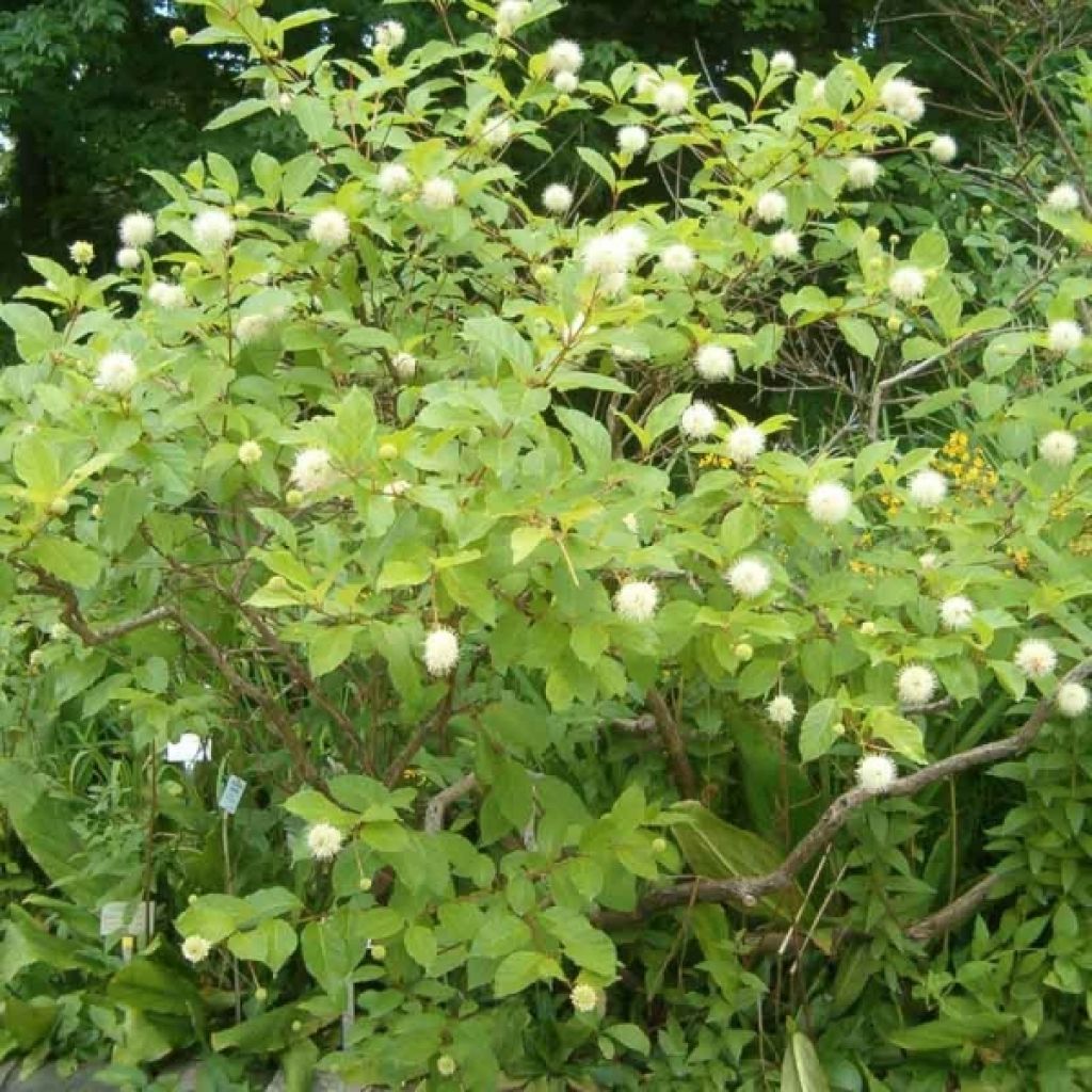 Cephalanthus occidentalis