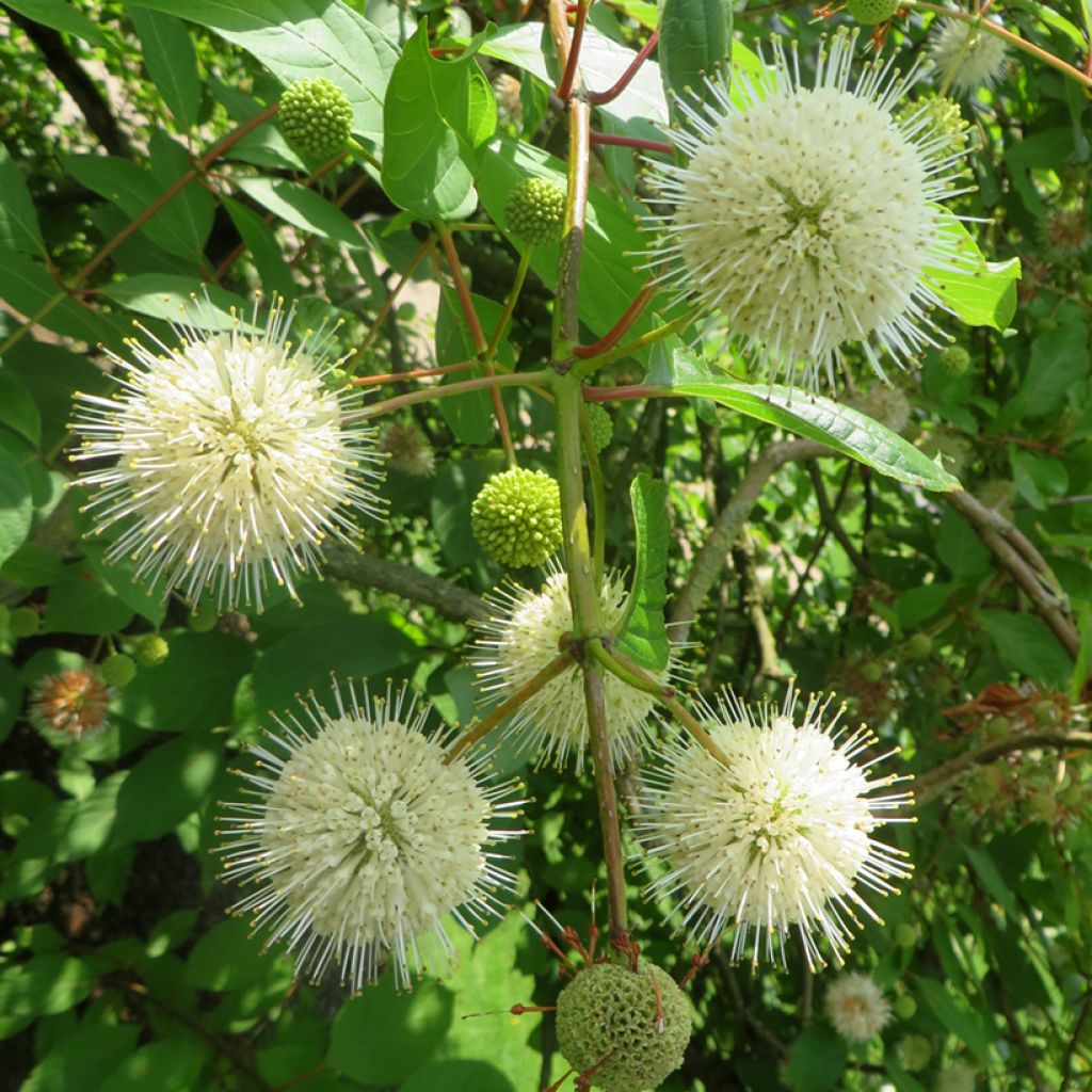 Cephalanthus occidentalis Moonlight Fantasy