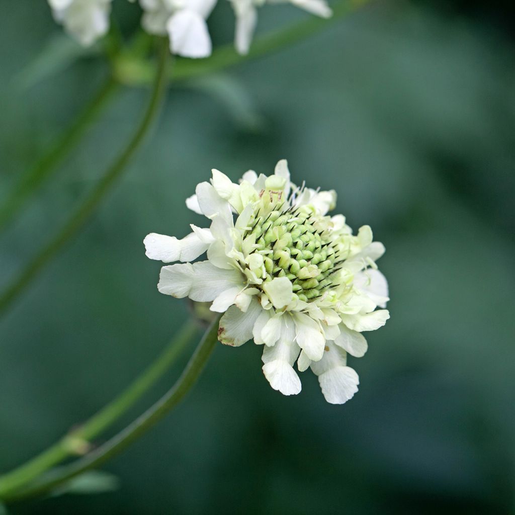 Cephalaria alpina - Vedovina alpina