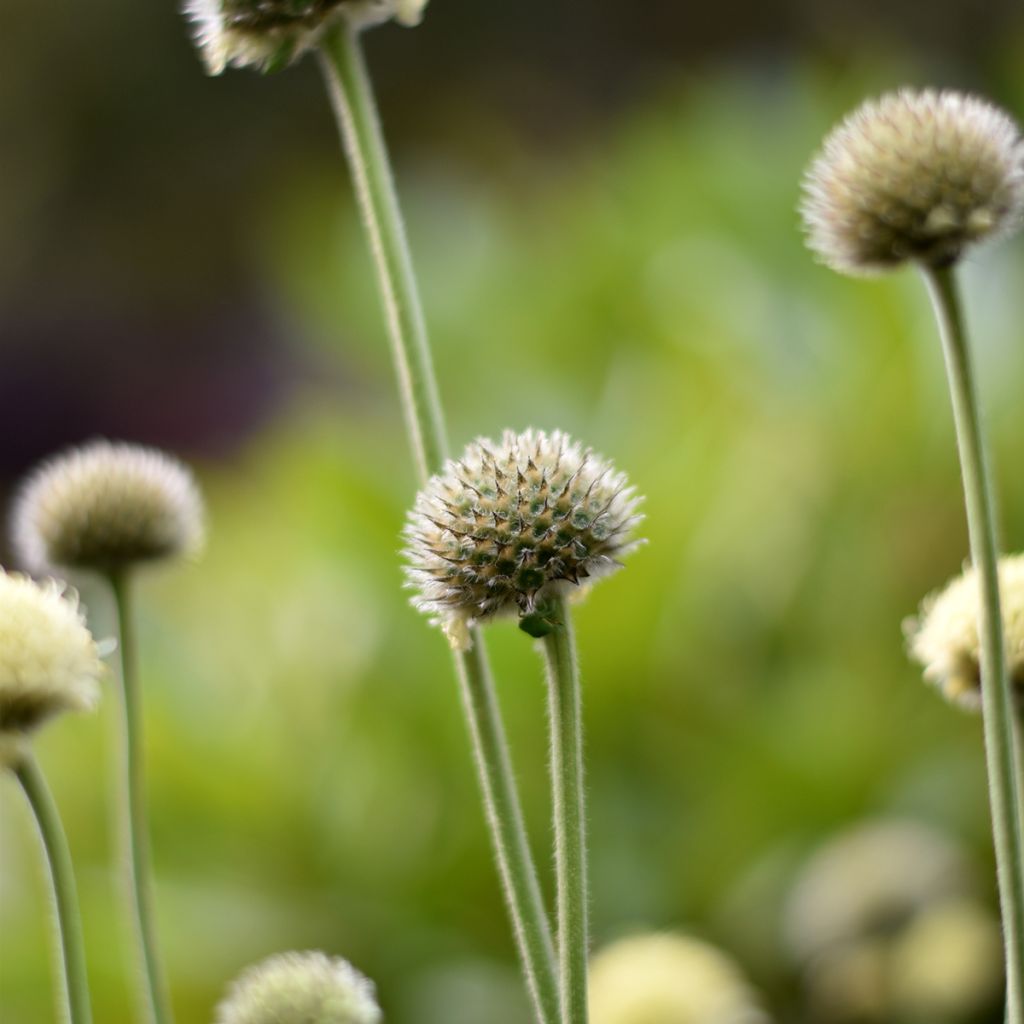 Cephalaria alpina - Vedovina alpina