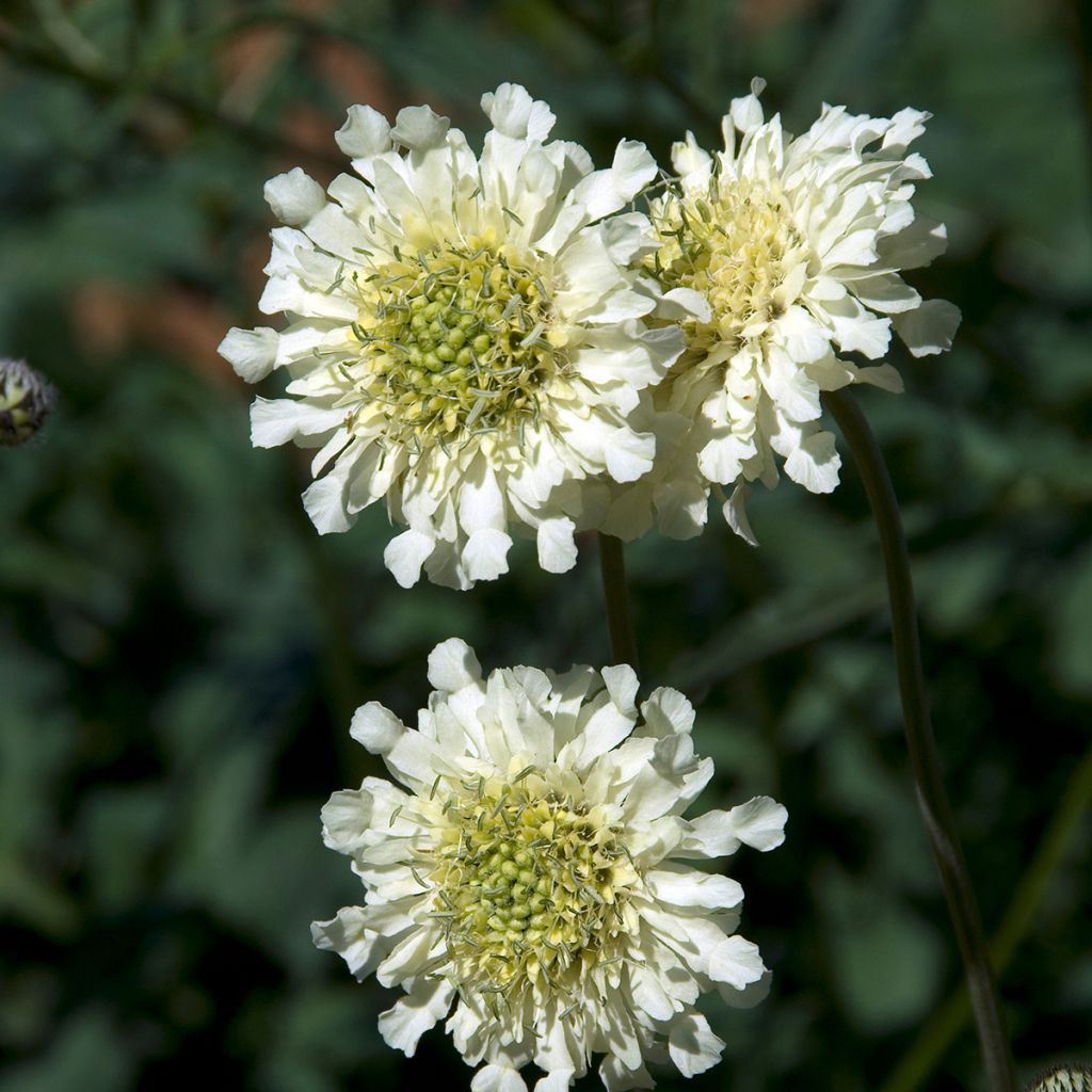 Cephalaria alpina - Vedovina alpina