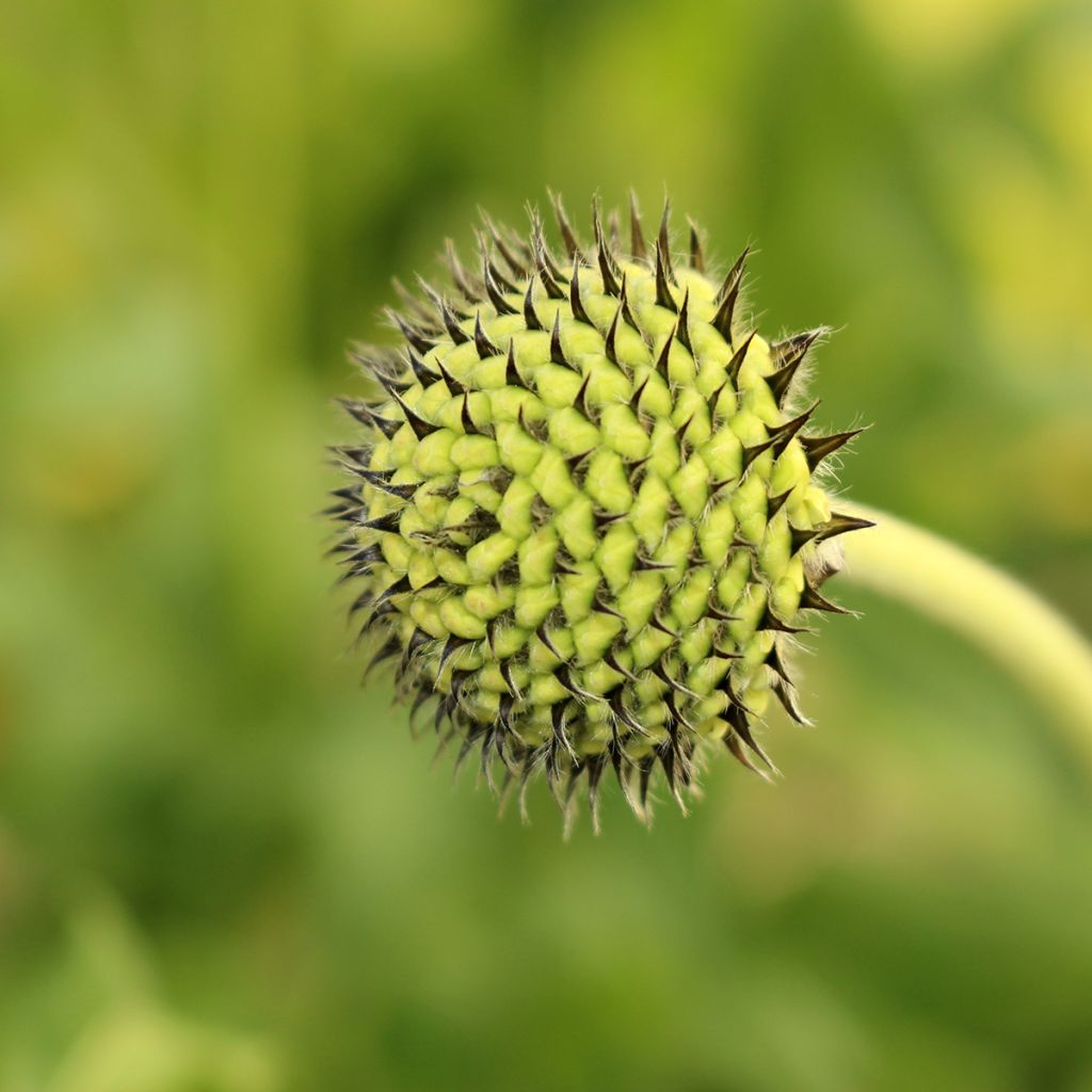 Cephalaria alpina - Vedovina alpina