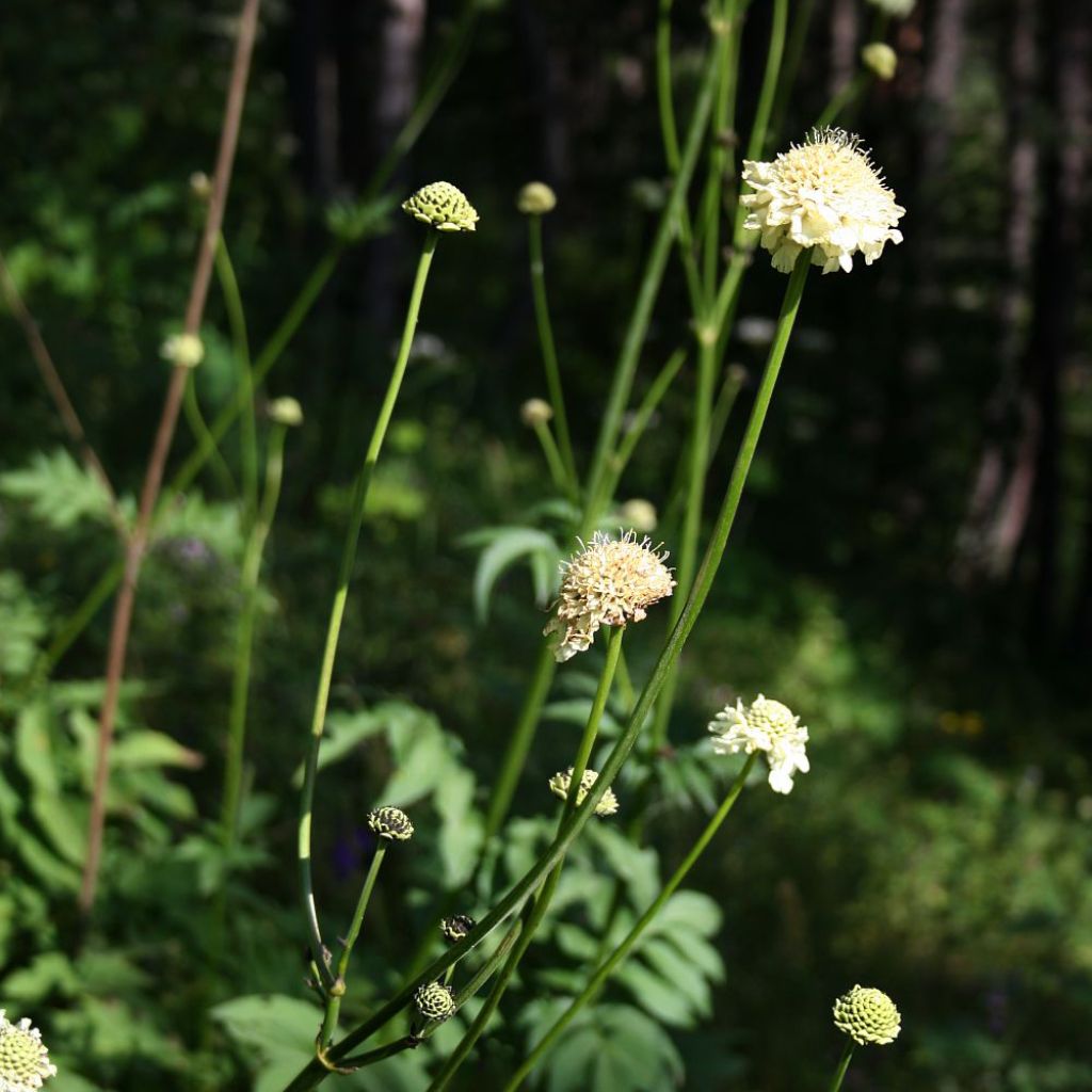 Cephalaria gigantea - Scabieuse géante