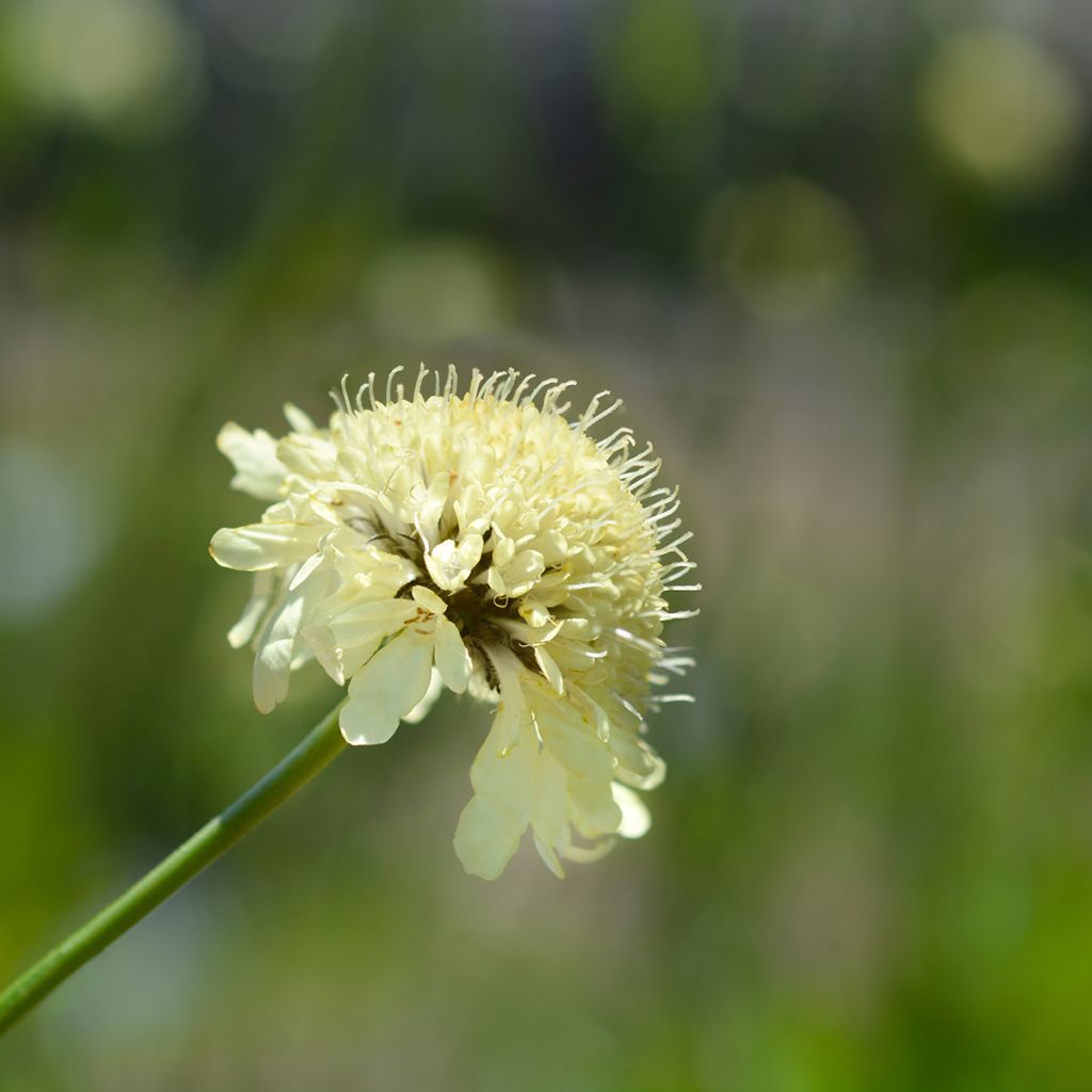 Cephalaria gigantea - Vedovina gigante