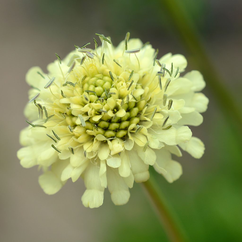 Cephalaria gigantea - Vedovina gigante