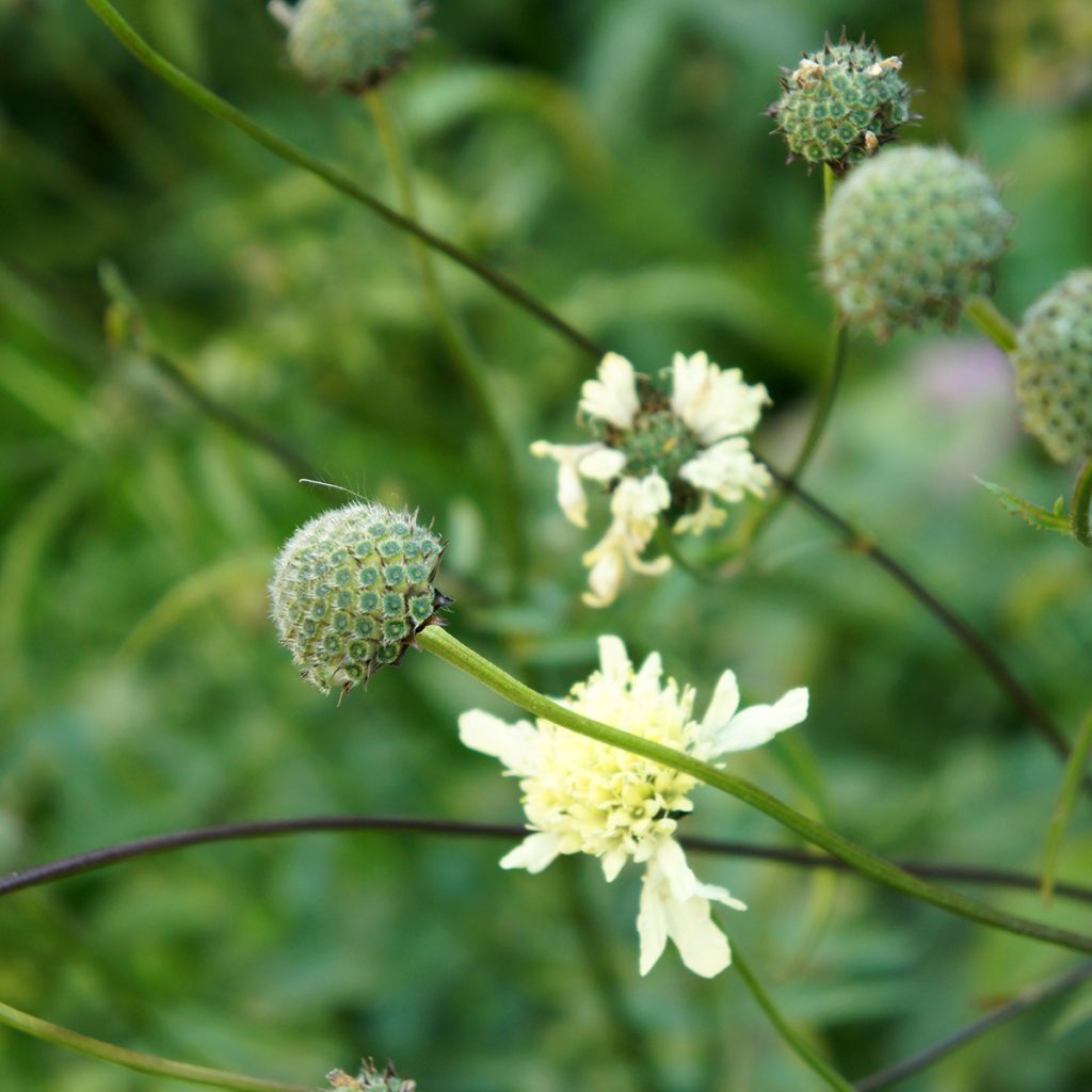 Cephalaria gigantea - Vedovina gigante