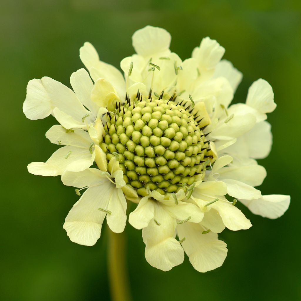 Cephalaria gigantea - Vedovina gigante