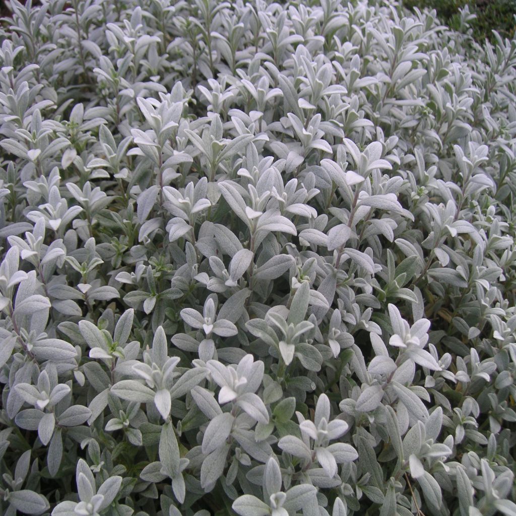 Cerastium biebersteinii - Oreille de souris 