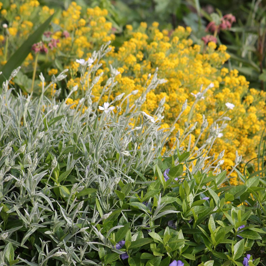 Cerastium biebersteinii - Cerastio