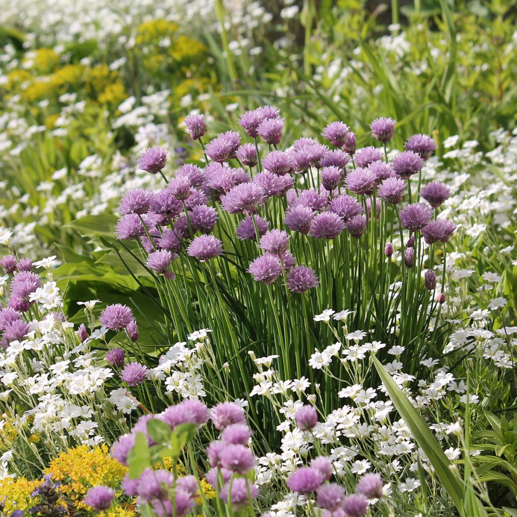 Cerastium biebersteinii - Cerastio