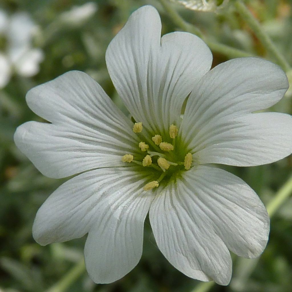 Cerastium tomentosum Yo Yo - Peverina tomentosa