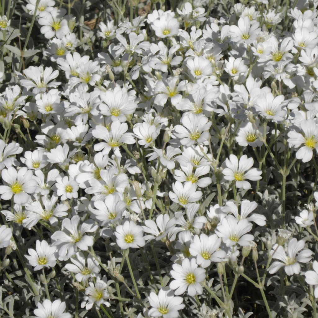 Cerastium tomentosum Yo Yo - Peverina tomentosa