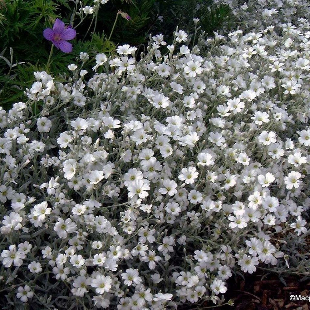 Oreille de souris - Céraiste Columnae - Cerastium tomentosum var. columnae