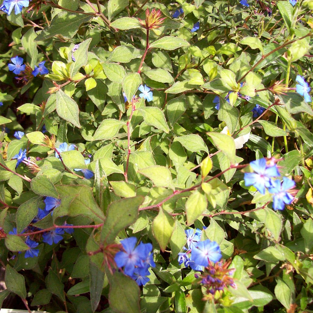 Ceratostigma griffithii