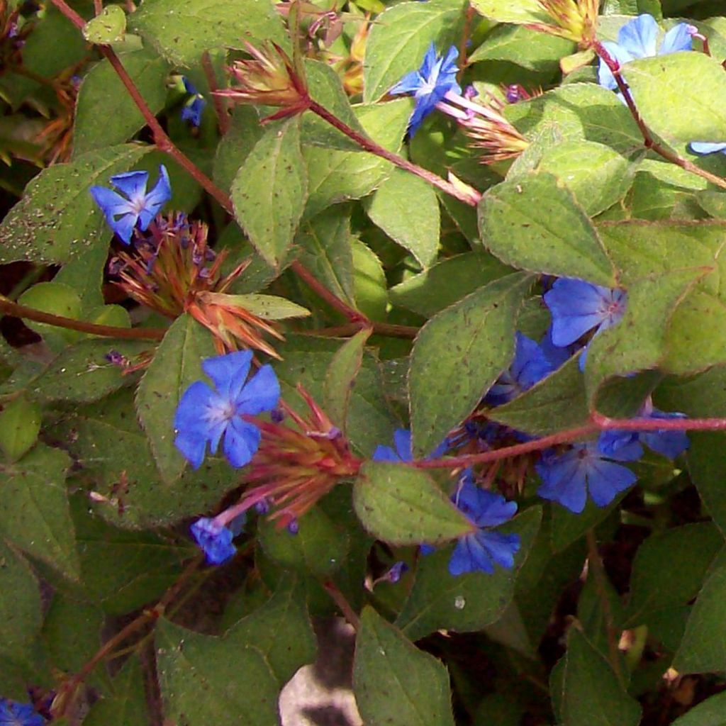 Ceratostigma griffithii