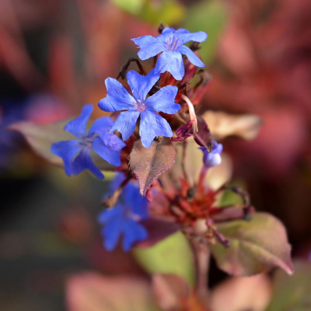 Ceratostigma plumbaginoides - Plumbago blu