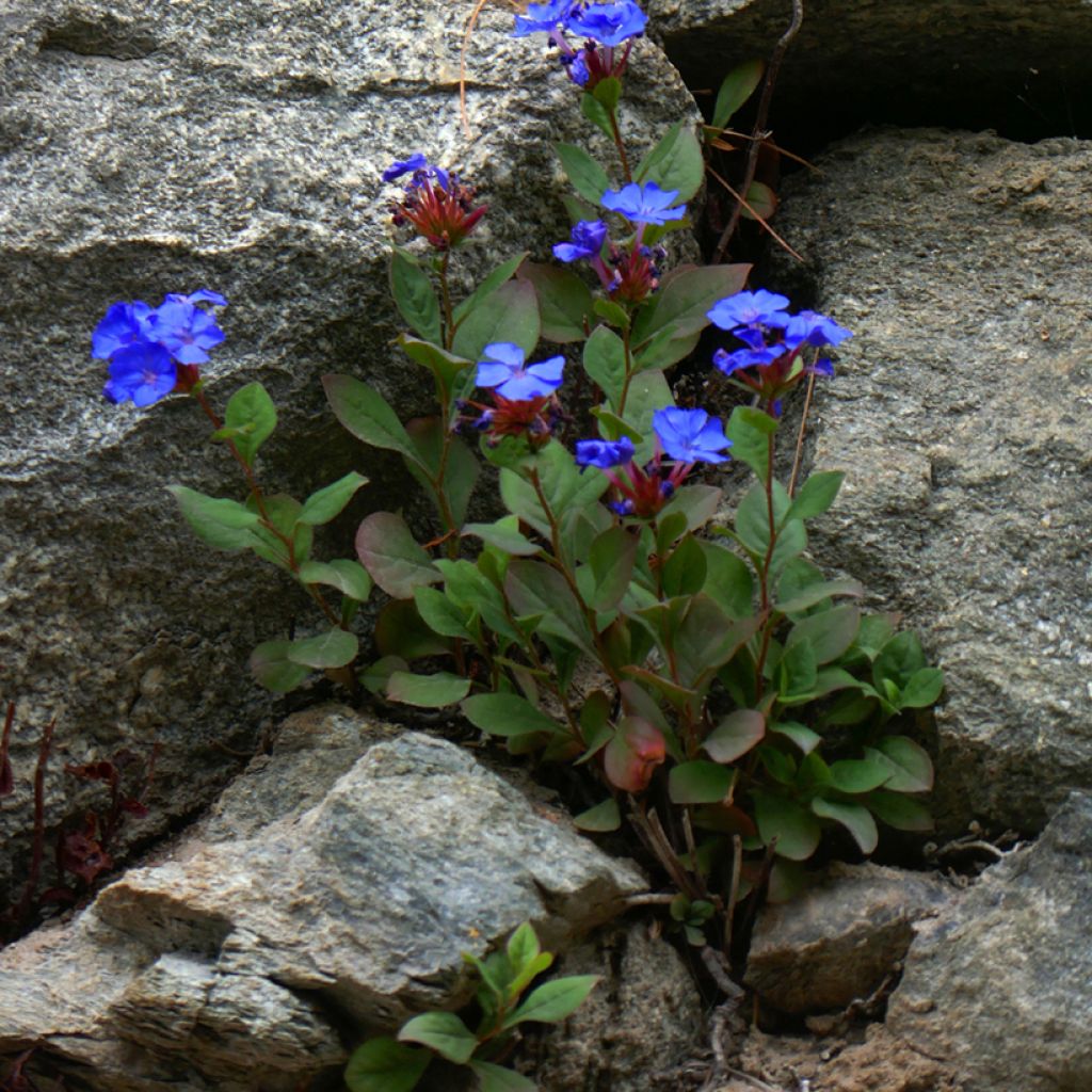 Ceratostigma plumbaginoides - Plumbago blu