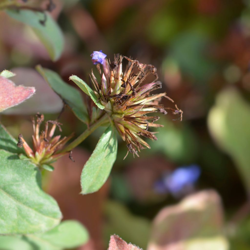 Ceratostigma plumbaginoides - Plumbago blu