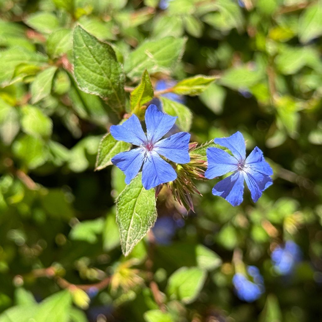 Ceratostigma plumbaginoides - Plumbago blu