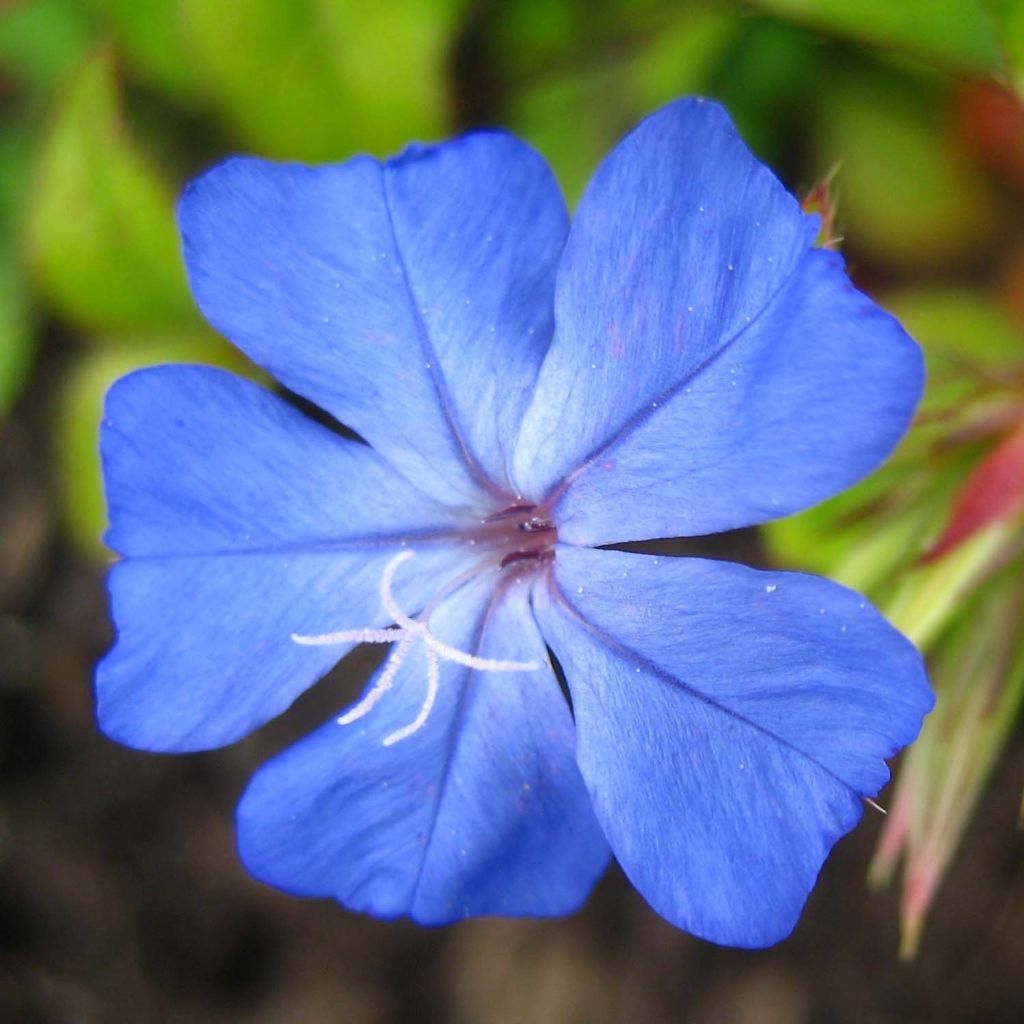 Ceratostigma willmottianum Forest Blue - Plumbago cinese