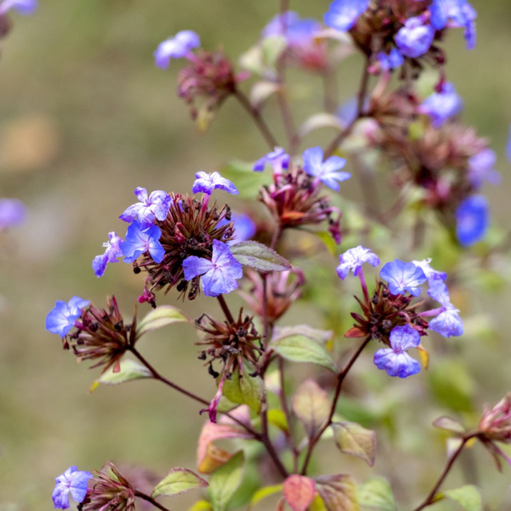 Ceratostigma willmottianum - Plumbago cinese