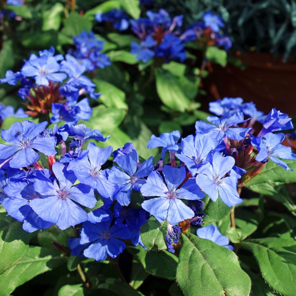 Ceratostigma willmottianum - Plumbago cinese