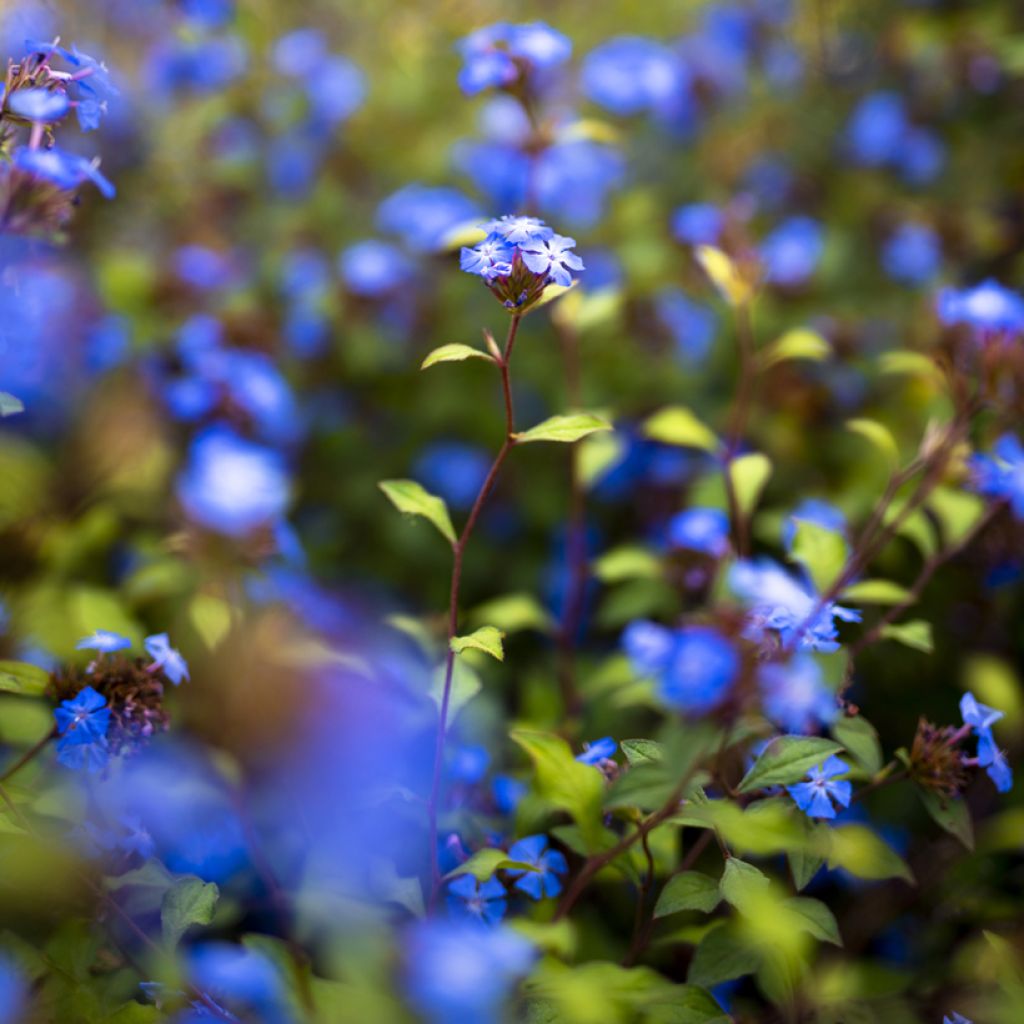 Ceratostigma willmottianum - Plumbago cinese