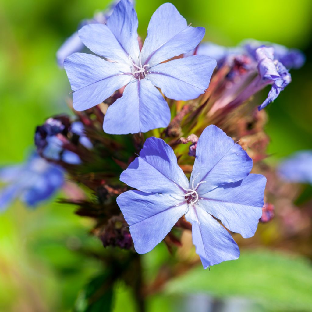 Ceratostigma willmottianum - Plumbago cinese