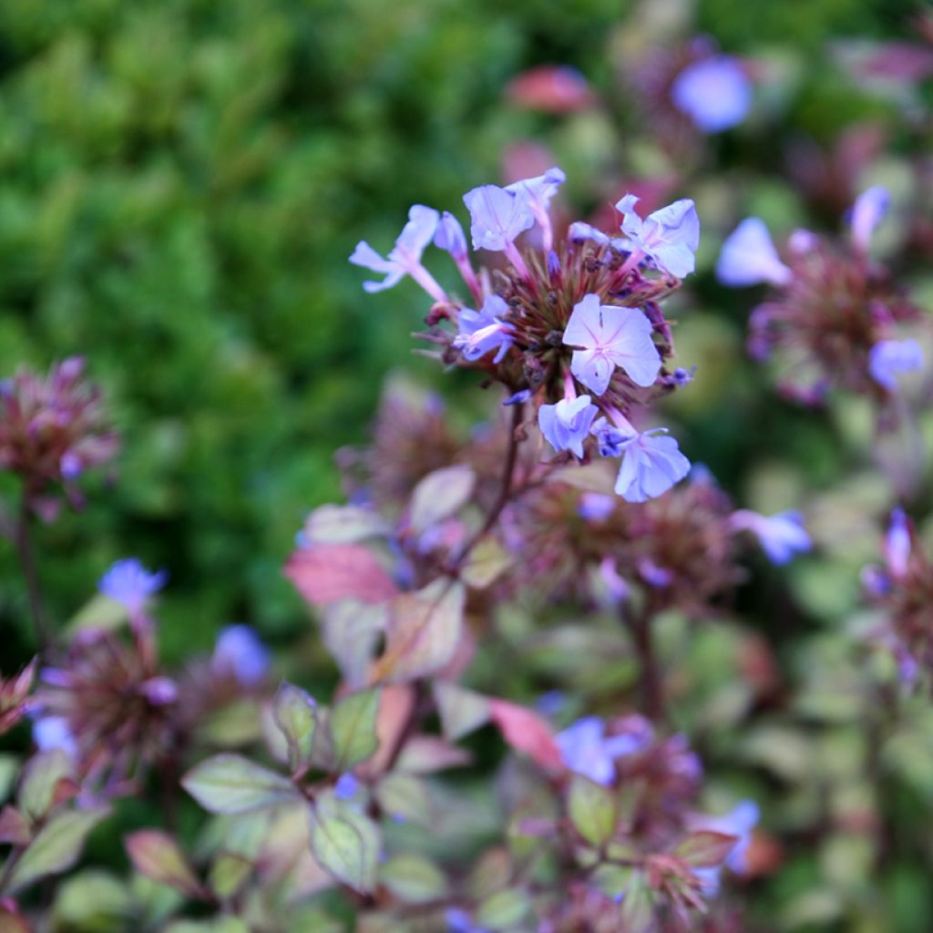 Ceratostigma willmottianum - Plumbago cinese