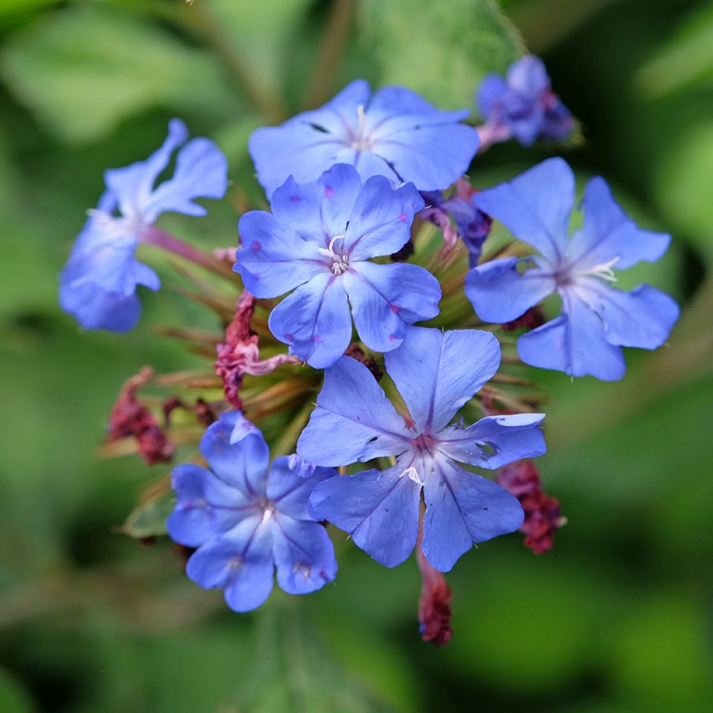 Ceratostigma willmottianum Forest Blue - Plumbago cinese