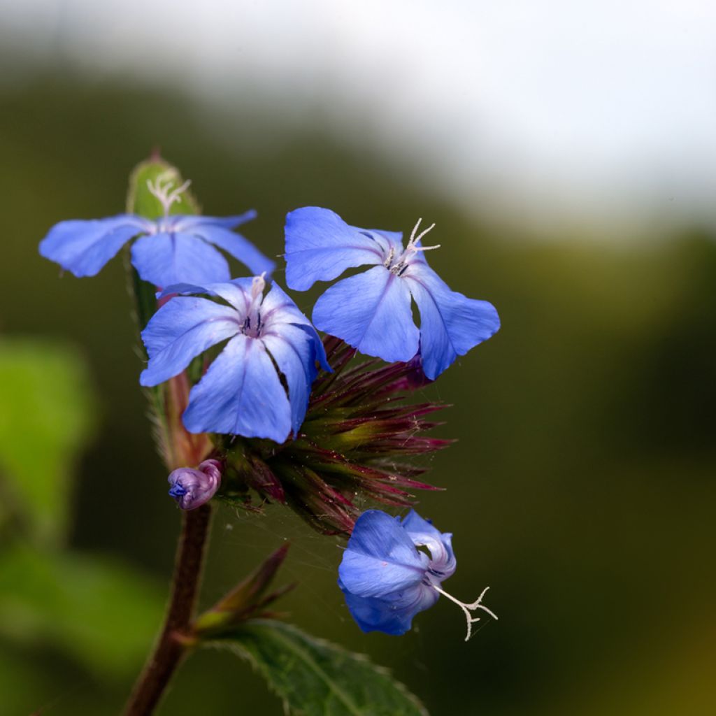 Ceratostigma willmottianum Forest Blue - Plumbago cinese