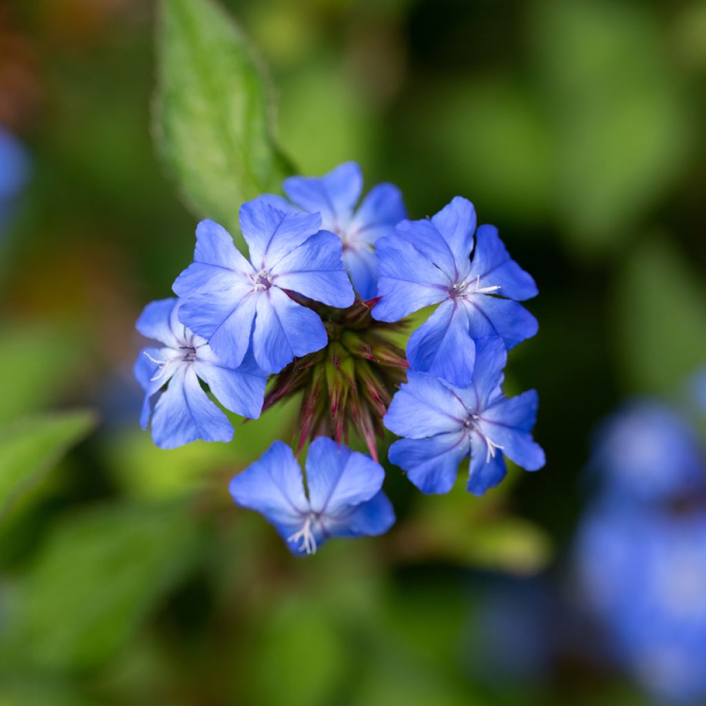 Ceratostigma willmottianum Forest Blue - Plumbago cinese