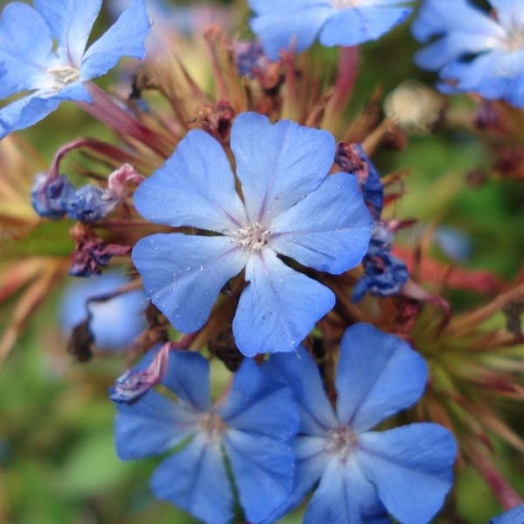 Ceratostigma willmottianum - Plumbago cinese