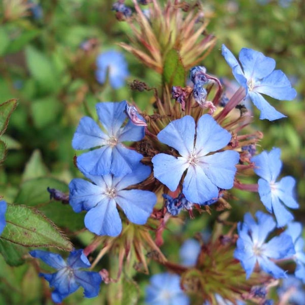 Ceratostigma willmottianum - Plumbago cinese